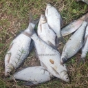 請教！小浪底鳊魚咋做好吃？