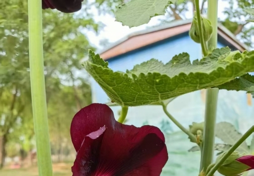 燒餅花開(kāi)了