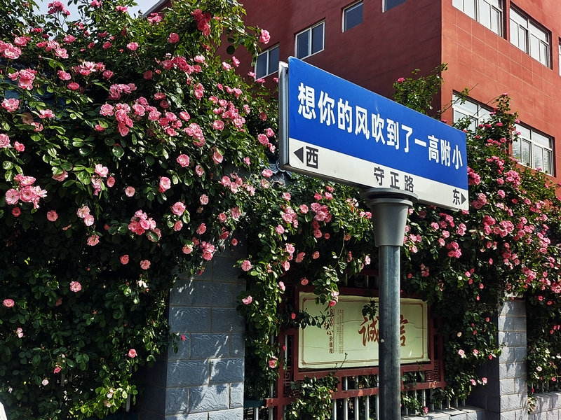 薔薇花開時，不語也傾城