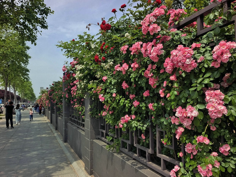 美麗薔薇花~熱情綻放