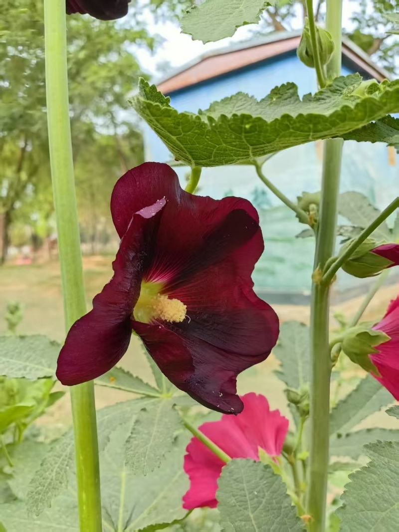 燒餅花開(kāi)了